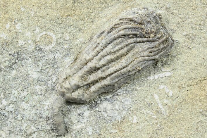 Hylodecrinus Crinoid Fossil - Crawfordsville #78292
